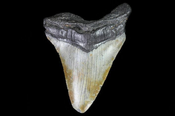 Bargain, Megalodon Tooth - North Carolina #80852